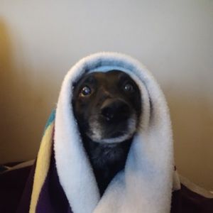 Meet your Posher, Alexia